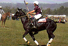 Aljay Stockhorses