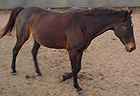 Aljay Stockhorses